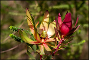 2nd Sep 2024 - Another species in the Proteaceae family