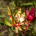 Another species in the Proteaceae family by ludwigsdiana