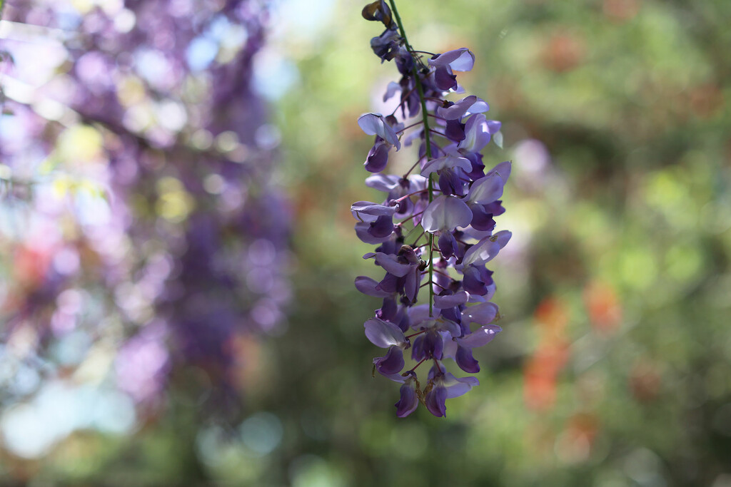 Wisteria by jeneurell