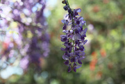 5th Sep 2024 - Wisteria