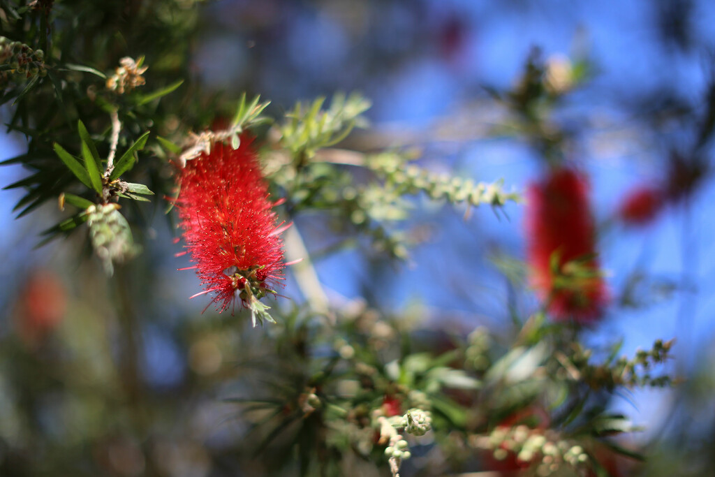 NIfty 50: Must be Spring.  by jeneurell