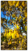 2nd Sep 2024 - Kowhai