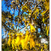 Kowhai