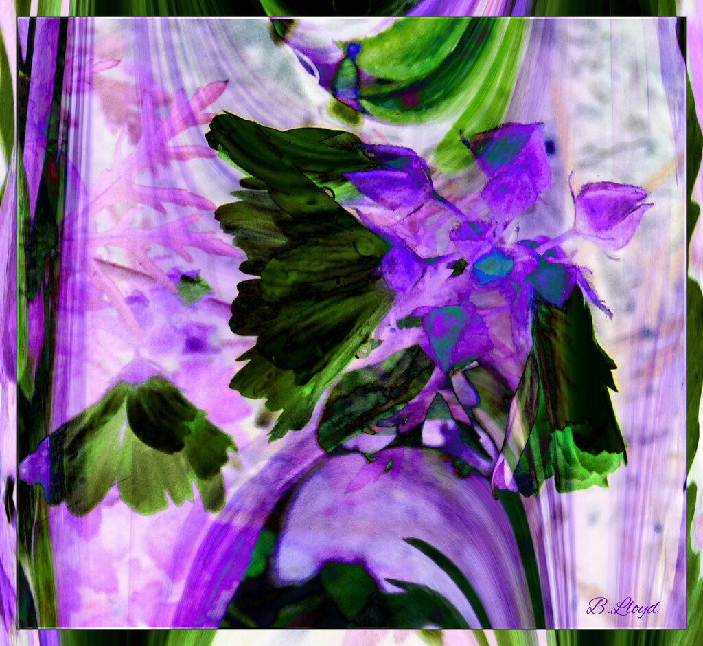 Mallow- abstract, by beryl