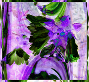 2nd Sep 2024 - Mallow- abstract,