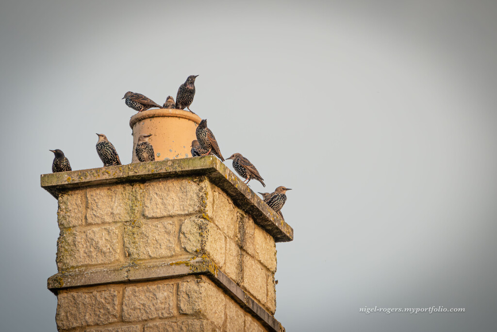 Waiting to join the murmaration by nigelrogers