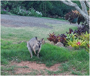 2nd Sep 2024 - Our visitor in the garden