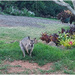 Our visitor in the garden by kerenmcsweeney