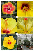 2nd Sep 2024 - Hibiscus in the conservatory