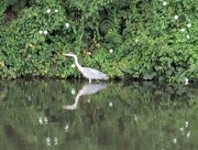 31st Aug 2024 - CANAL REFLECTIONS.