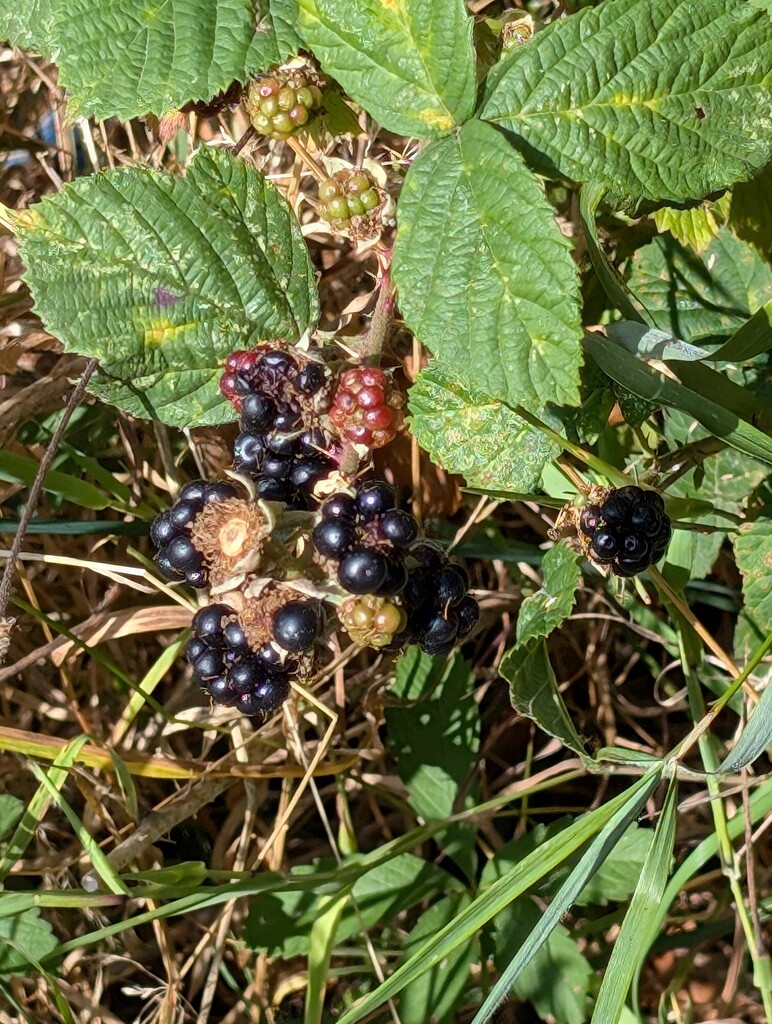 AUTUMN FRUITS. by derekskinner