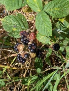 1st Sep 2024 - AUTUMN FRUITS.