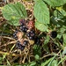 AUTUMN FRUITS. by derekskinner