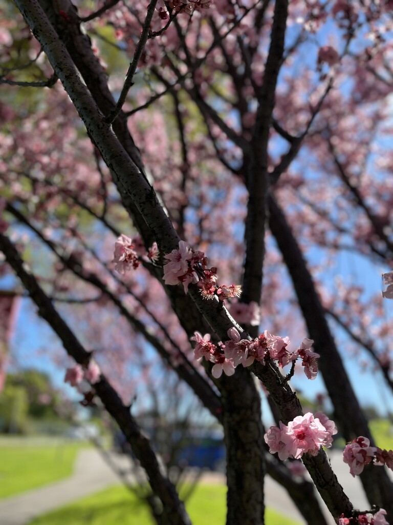 Blossoms  by sarahabrahamse