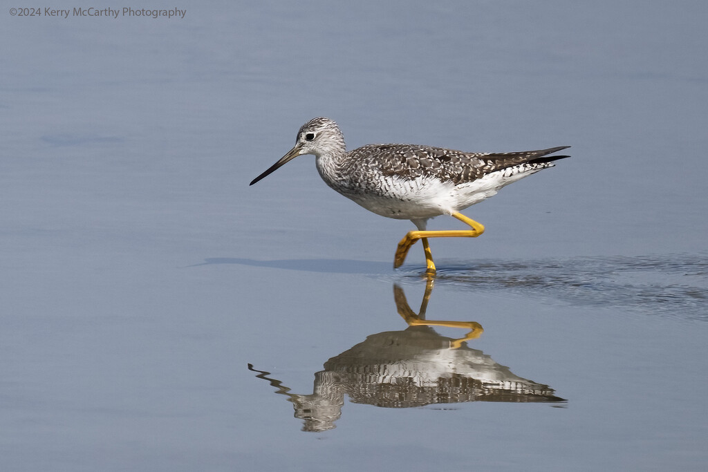 Tiptoeing through the marsh by mccarth1