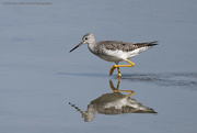 1st Sep 2024 - Tiptoeing through the marsh