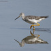 Tiptoeing through the marsh