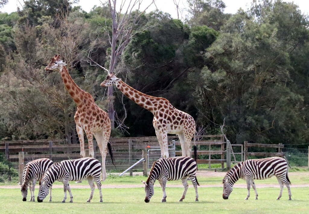 No, I'm not in Africa! by gilbertwood