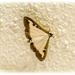 Box Tree Moth