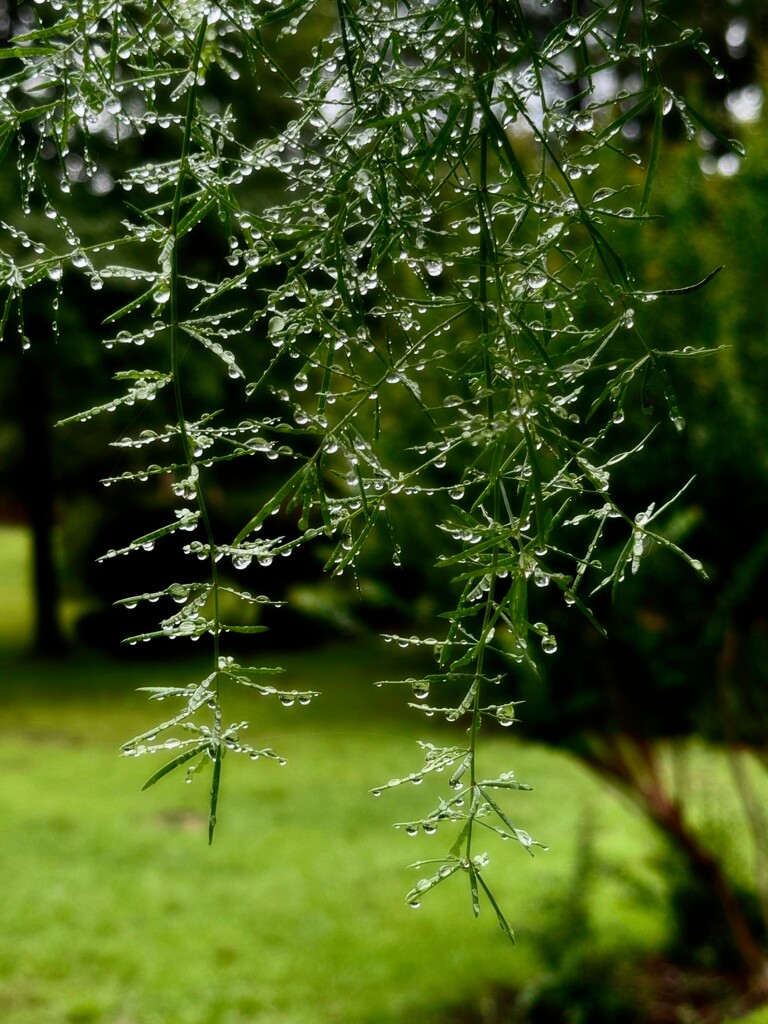 Catching the rain drops... by marlboromaam