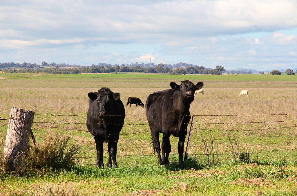 2 inquisitive cows by leggzy