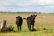 2nd Sep 2024 - 2 inquisitive cows