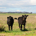 2 inquisitive cows