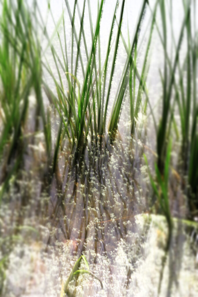 ICM Journey 5 - Reedy Reflections and Duckweed by juliedduncan