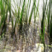 ICM Journey 5 - Reedy Reflections and Duckweed by juliedduncan