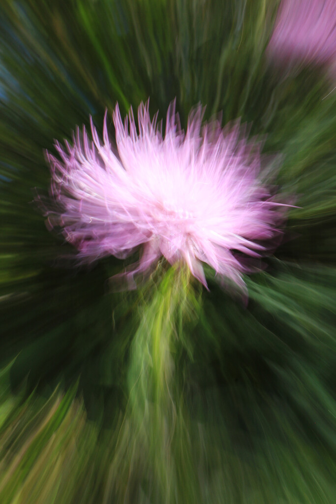 ICM Journey 6 - Shiver Me Thistle by juliedduncan