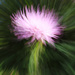 ICM Journey 6 - Shiver Me Thistle by juliedduncan