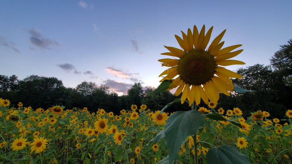 Sunflowers at Dusk by alophoto