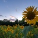 Sunflowers at Dusk