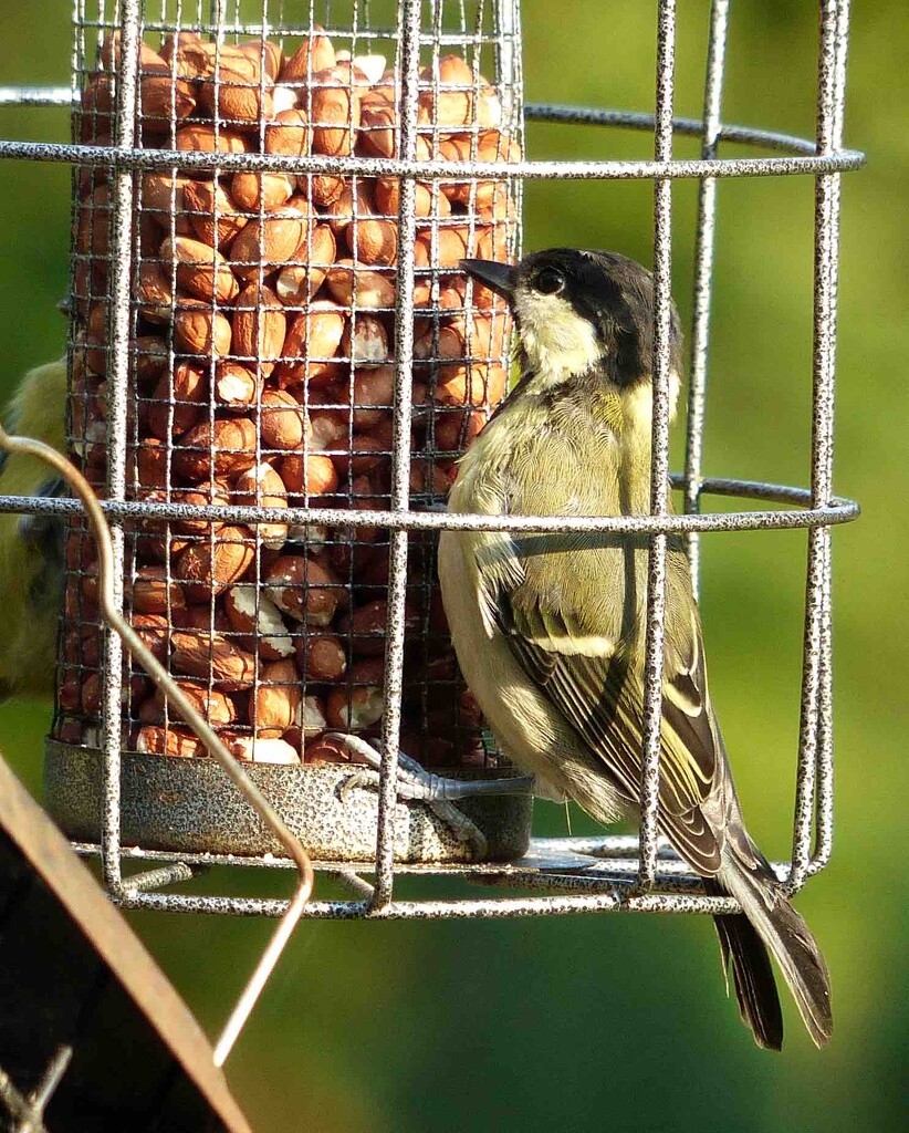 Great Tit by arkensiel