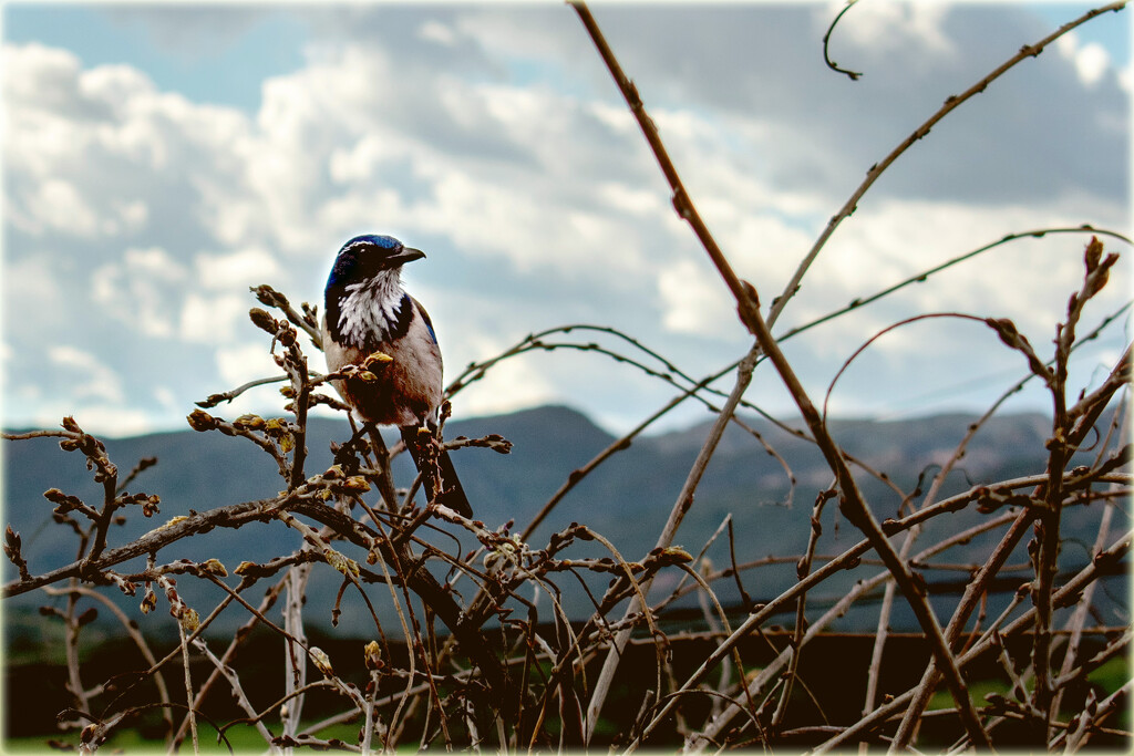 The sounds of birds by 365projectorgchristine