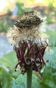 1st Sep 2024 - Gerbera