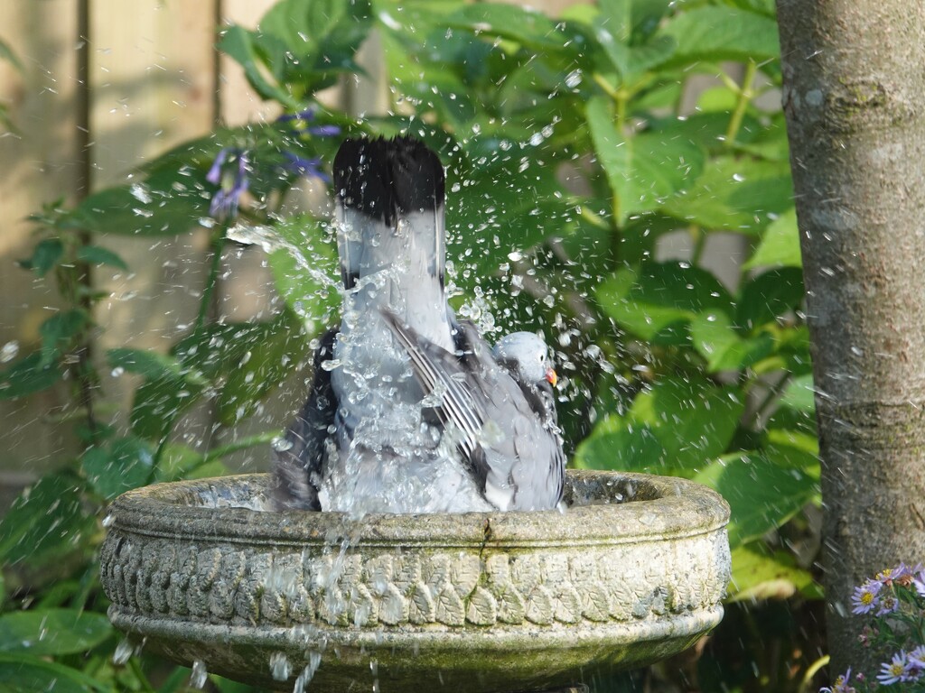 Bath Time by phil_sandford