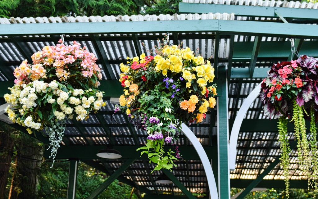 Flower Baskets on the Piazza by sandlily