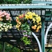 Flower Baskets on the Piazza by sandlily