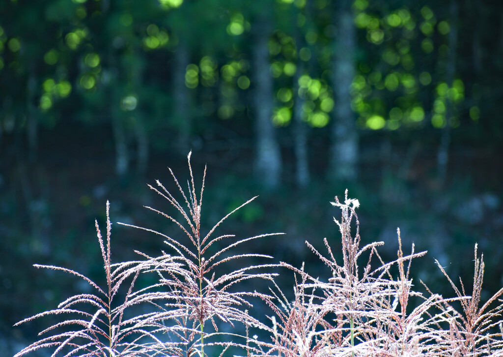 Pampas Grass And Forest Lights by paintdipper