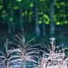 Pampas Grass And Forest Lights