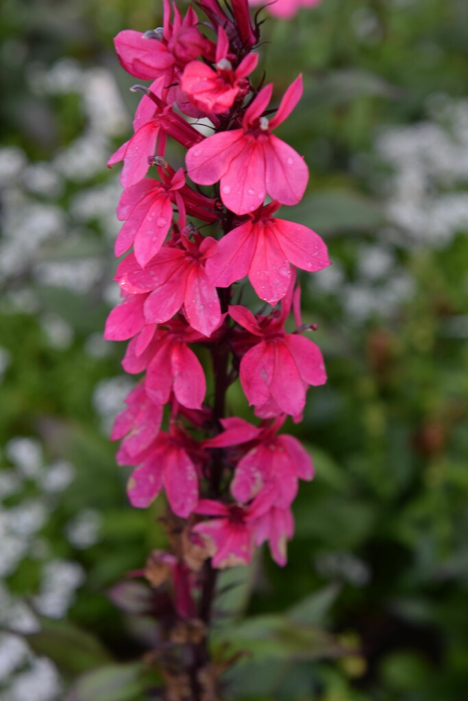 Pink Lobelia by sandlily