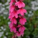 Pink Lobelia