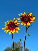 2nd Sep 2024 - Sunflowers