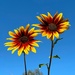 Sunflowers by shutterbug49