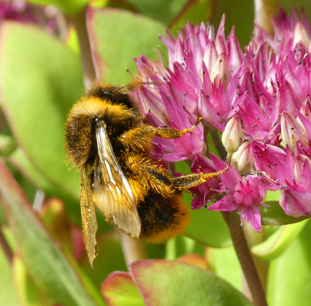 A Busy Bee. by wendyfrost