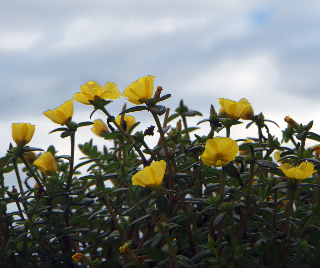 Portulaca by thedarkroom