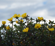 31st Aug 2024 - Portulaca