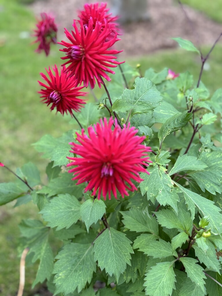 Another chrysanthemum  by alison59