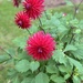 Another chrysanthemum 